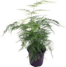 Asparagus Fern
